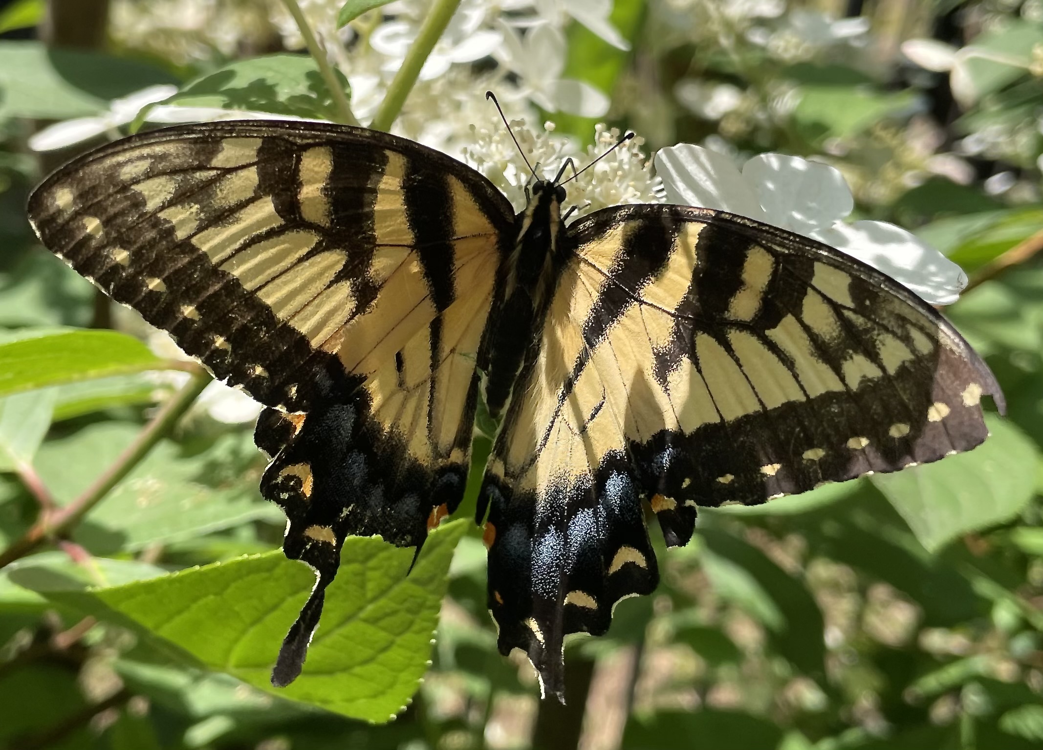 Eastern Tiger Swallowtail butterfly feeding on a panicle-flowered hydrangea